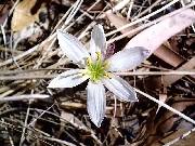 Zephyranthes candida